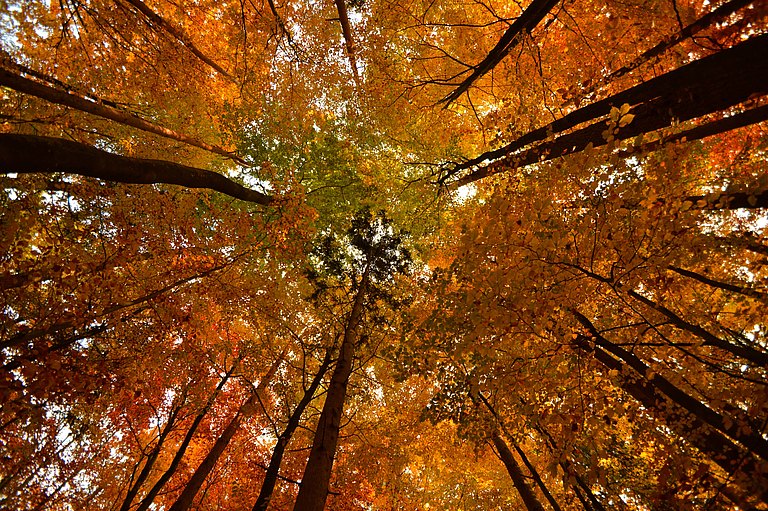 Wald3-min.JPG
