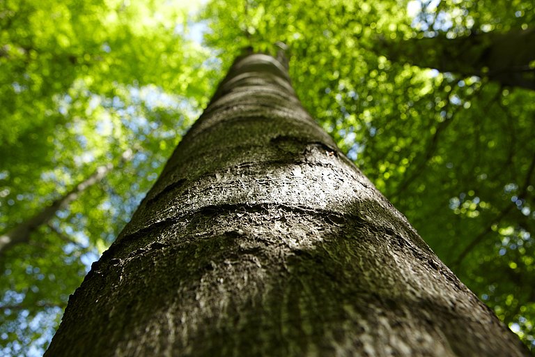 baum_im_wald.jpg