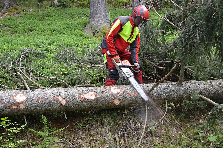 Waldarbeit_10__Waldverband_Steiermark_DSC_0556-min.JPG