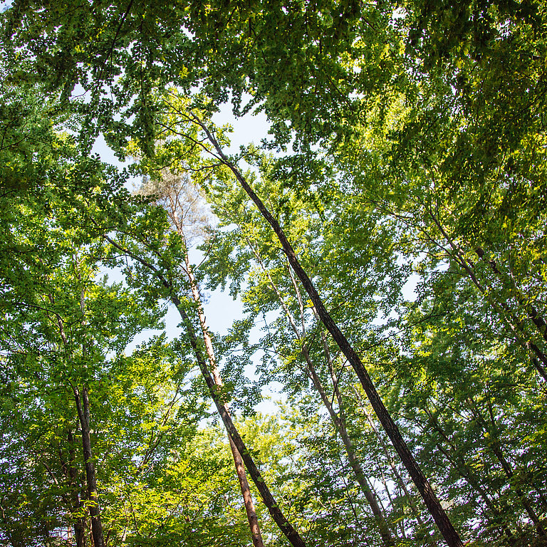 Waldstark_Wald_für_News.jpg 