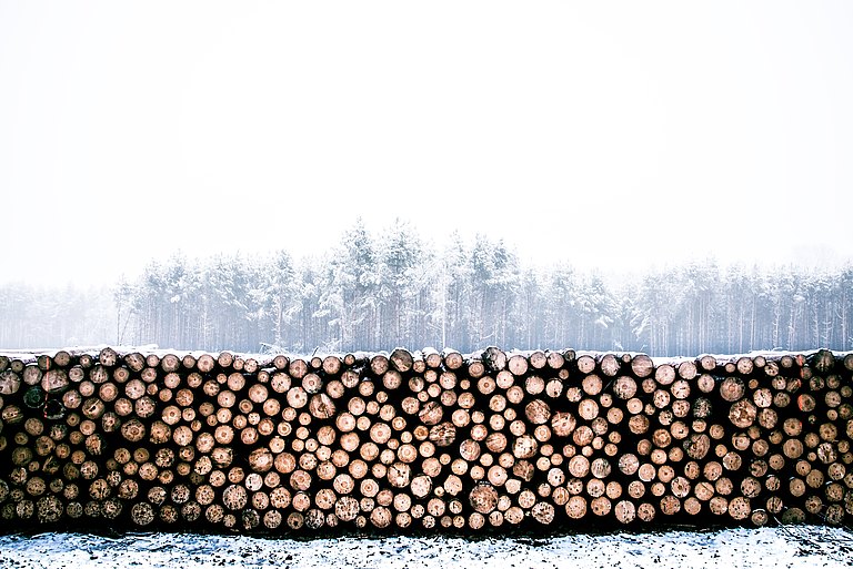 Holz_im_Wald_freie_Nutzung.jpg 