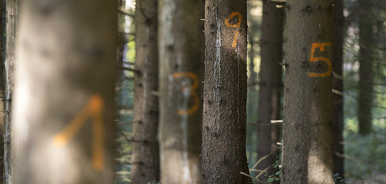 Wald_Forstgesetz_2.jpg 