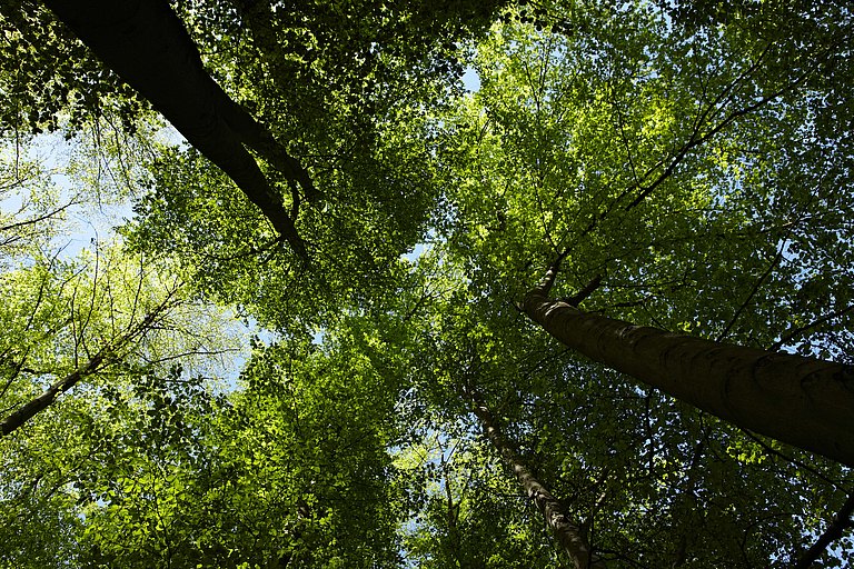 Wald_Forstgesetz-min.jpg 