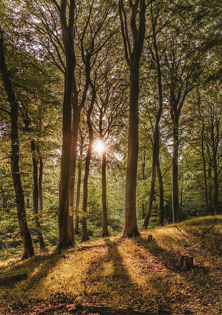 herbstwald-portrait.jpg 