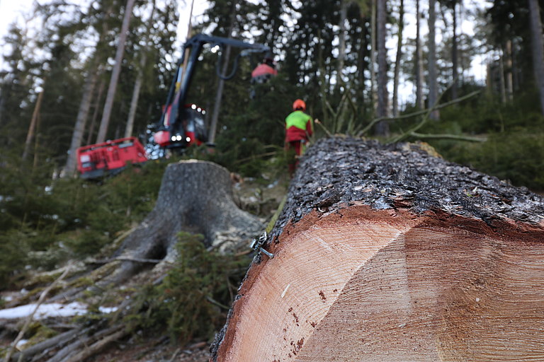 Waldarbeit_5__Waldverband_Steiermark_IMG_4656.JPG