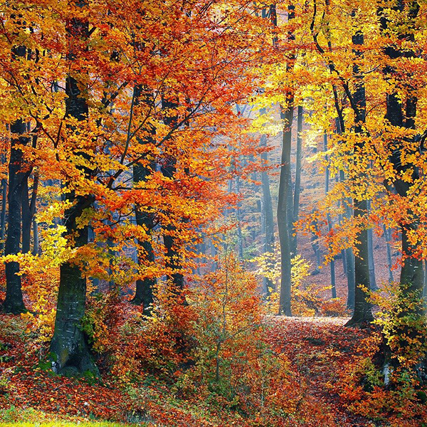 Wald im Herbst